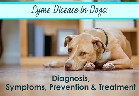 Lyme Disease In Dogs Diagnosis Symptoms Prevention And Treatment