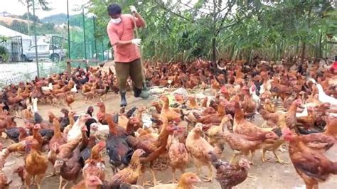 Cara Ternak Ayam Kampung Yang Baik Dan Benar Materi Pendidikan