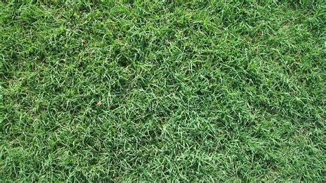 Bermuda Grass Sod Sale And Delivery