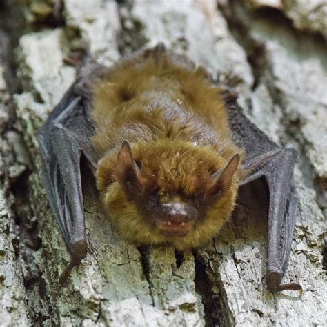 Little Brown Bat Nature Companion
