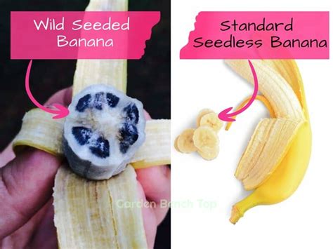 How Do Bananas Grow Without Seeds Answered