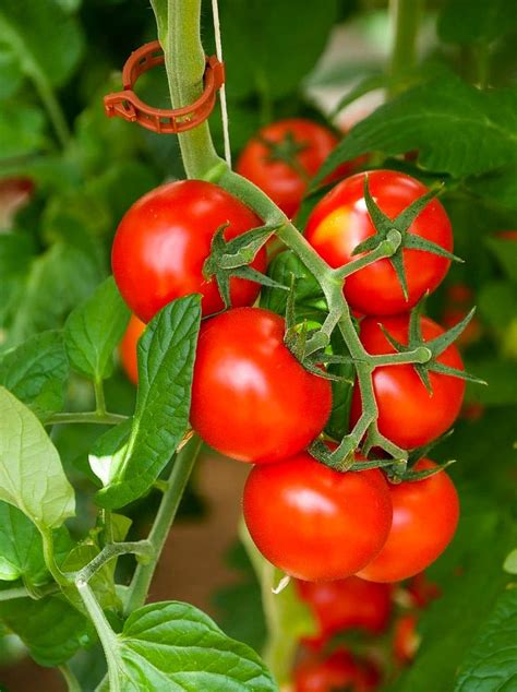 Large Red Cherry Tomato Seeds Indeterminate 350 Seeds Etsy