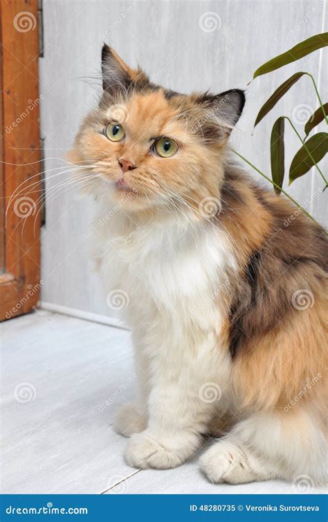 Calico Siberian Cat Stock Image Image Of Patch Household 48280735