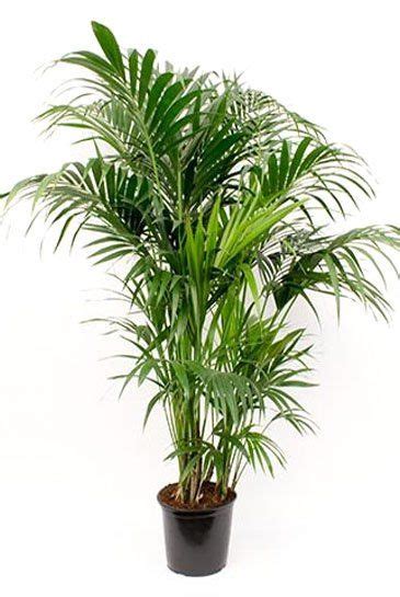 Kentia Palme Howea Forsteriana Pflege 123zimmerpflanzen