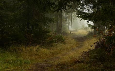Image Result For Photo Deep In The Forest Forest Trail Forest
