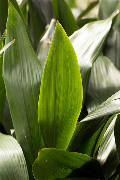 Towering tropical indoor houseplants and stately succulents add lush drama to your space. The Best Houseplants for Low-Light Spaces