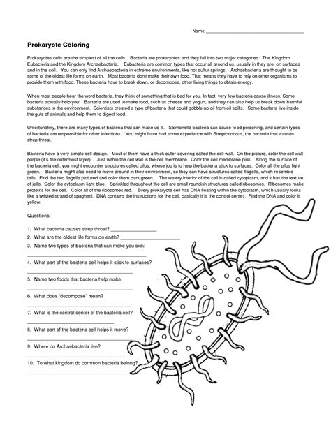 Prokaryotes Bacteria Worksheet Answers Beautiful Bacteria Prokaryote