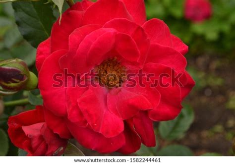 Rose Shalom Rosa X Hybrida Stock Photo 1582244461 Shutterstock