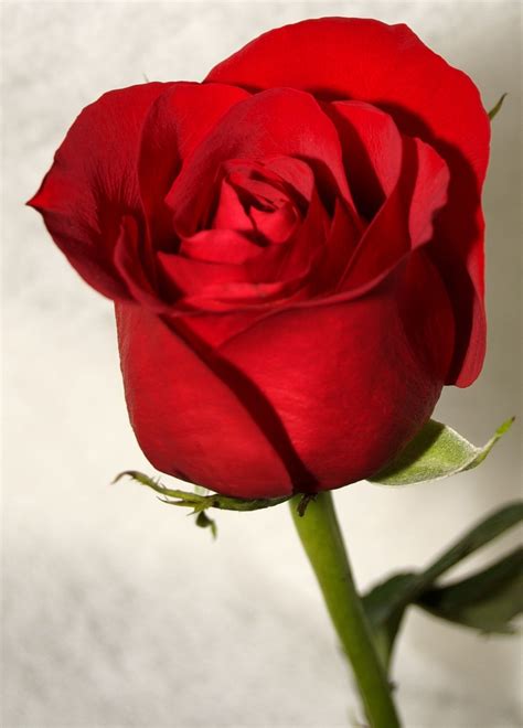 Small Pretty Red Rose Wallpaper Pretty Girly Wallpapers Tumblr Red Rose