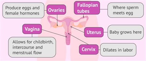 Female Reproductive System Diagram Functions Anatomy Gambaran