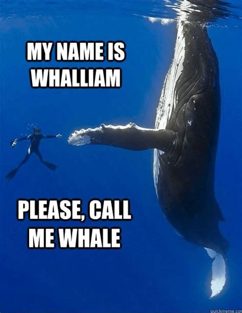 16 Whale Memes That Will Make You Laugh All Day Memes Animal Memes