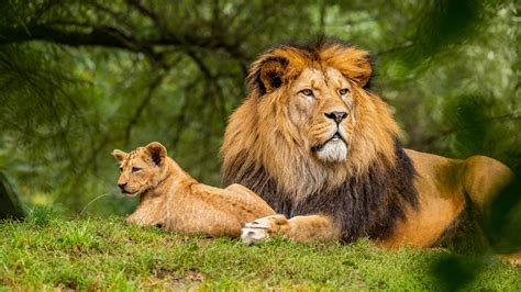 Big Lion Is Lying Down On Green Grass In Forest Background With Baby