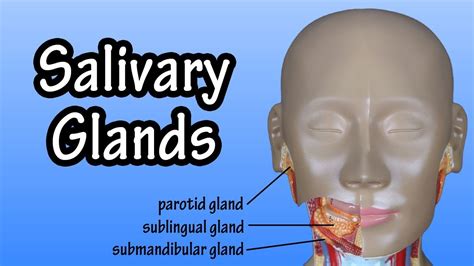 Parotid Gland Function Anatomy Function And Evaluation Of The