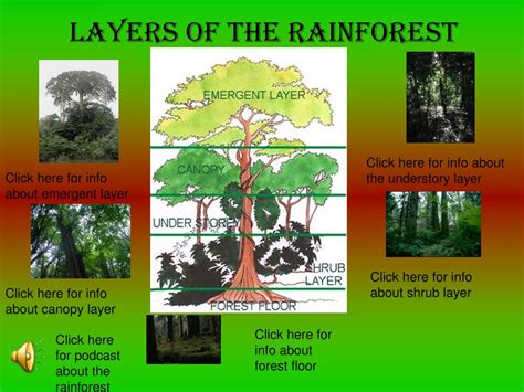 Rainforest canopy research is still a relatively new science, considering there is a lot we therefore, the concept of layering in the rainforest has its limitations. PPT - Layers of the rainforest PowerPoint Presentation ...