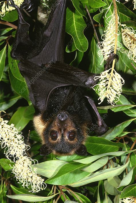 Spectacled Flying Fox Bat Stock Image Z9150048 Science Photo Library