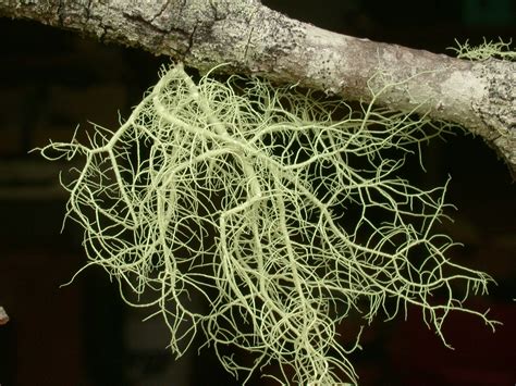 It is located at an elevation of 2,750 metres. Algae, Lichens, and Mosses on Plants | Pacific Northwest Pest Management Handbooks