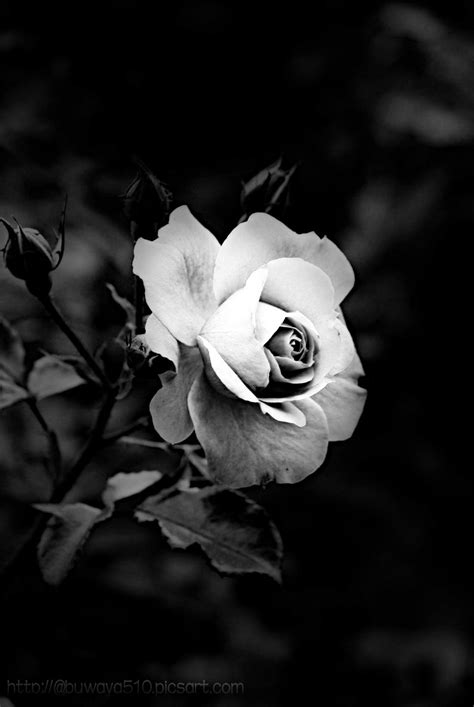 Photography Blackandwhite Roses
