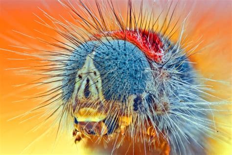 High Magnification Macro Photography By Omid Golzar