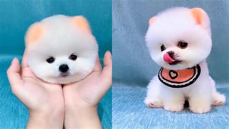 An Incredible Compilation Of Over 999 Adorable Dog Pictures In Stunning