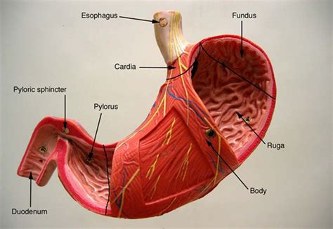 Medical Anatomy Anatomy And Physiology Digestion