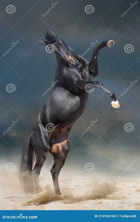 Black Stallion Rearing Up Stock Image Image Of Equine 216936169