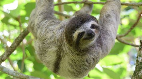 Costa Ricas Best Animal Encounters