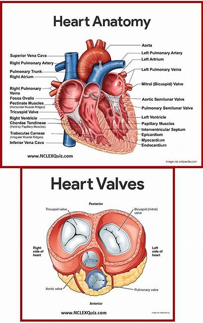 Heart Blood Flow Diagram Cardiac Nursing Students