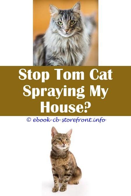 Cats use urine as a scent signal or mark for themselves and other cats. 8 Prompt Clever Tips: My Male Cat Sprayed Me antibacterial ...