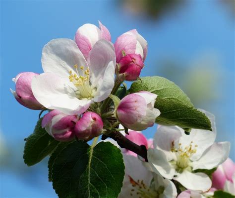 Local Apple Blossoms In Full Bloom