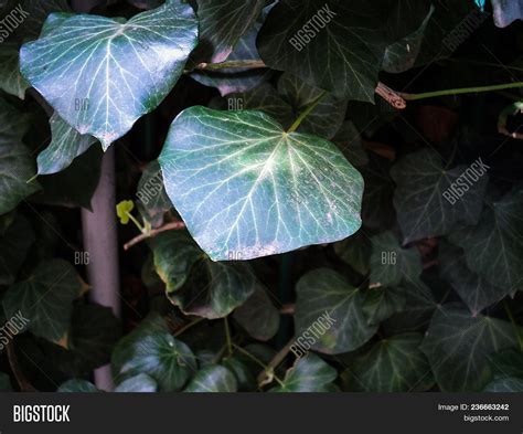 Ivy Leaves Greens Ivy Image And Photo Free Trial Bigstock