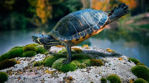 Baby Turtle Wallpaper 54 Images