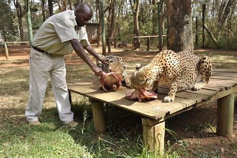 Nairobi Day Tour Animal Orphanage Safari Walk And Bomas Of Kenya Triphobo
