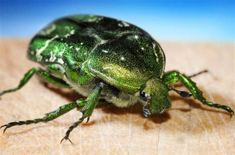 Big Green Beetle Stock Photo Image Of Alive Chafer 80155298