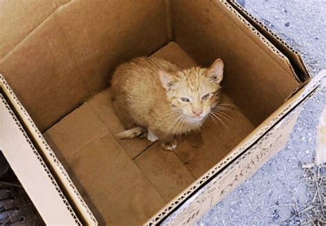 Kitten Saved From Being Crushed In Trash Truck Lovecats World