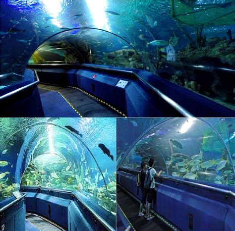 They sometime offer overnight stay at aquaria. The Aquaria KLCC is an oceanarium located beneath Kuala ...