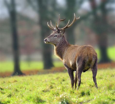 Red Deer Stag Photograph By Colin Carter Photography Fine Art America