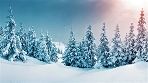 Wallpaper Forest Trees Snow Winter 5k Nature 17411