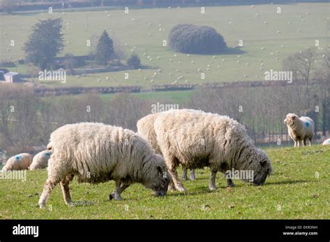 A Flock Of Poll Dorset Sheep Grazing On Hayes Down In South Downs