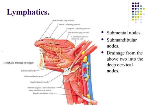 Floor Of Mouth Anatomy Review Home Co