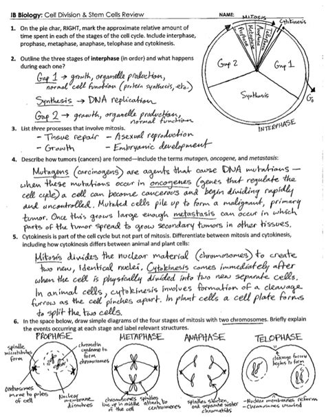 Answer key a culture of animal cells growing at their maximal rate were fixed (preserved), stained. Cell Cycle Student Worksheet Answer Key : Explore Learning ...