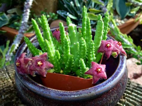 Stapelia Scitula Small Starfish Flower World Of Succulents