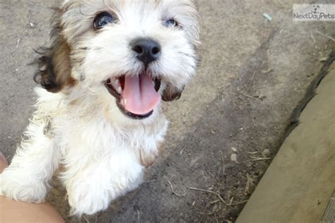 Help keep this page updated: Shichon puppy for sale near Madison, Wisconsin | 9de05c46-2a41