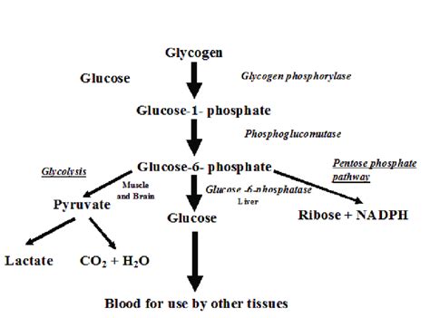 Figure Showing Glycogen Degradation And The Fate Of Glucose Phosphate