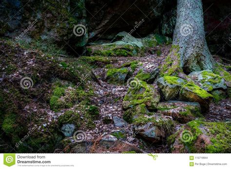 Wet Forest With Rocks And Stones Covered With Green Moss Pine Tree In