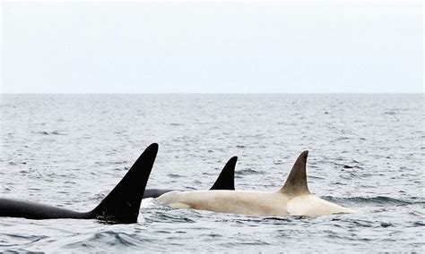Rare White Orca Spotted By Russian Researchers In Bering Sea For The Win