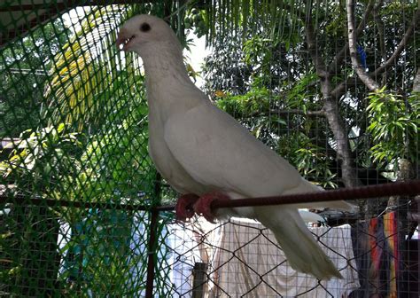 German Beauty Davao Pigeons Atbp