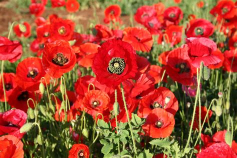 Red Poppy American Legion Oregon Wholesale Seed Company