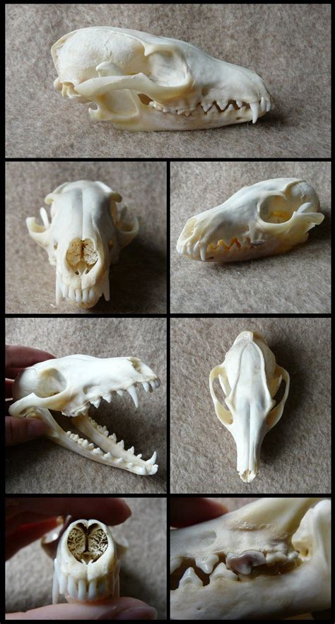 46 Raccoon Animal Skull Identification Psikyolalola