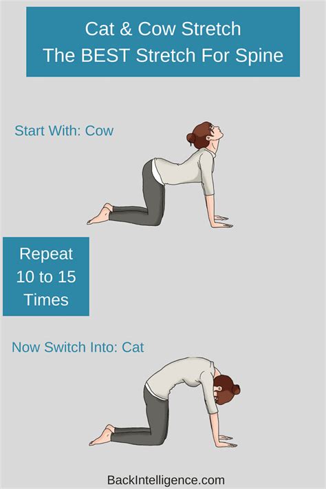 Cat Cow Cat Cow Yoga Poses Cardiogolf True Form Increases Health