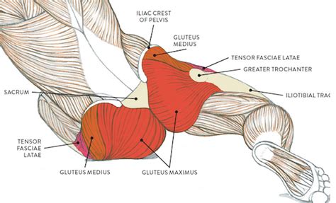Lower Back Muscle Diagram Lower Back Muscles Hurt Increasing Blood